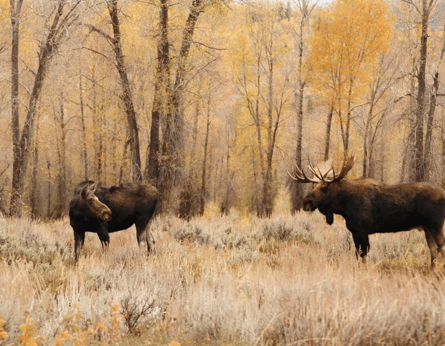 Comment apprêter la viande de gibier - BBQ Québec