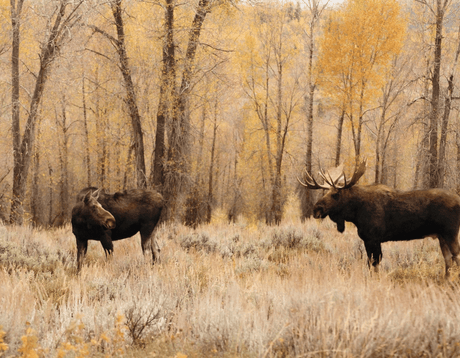 Comment apprêter la viande de gibier - BBQ Québec